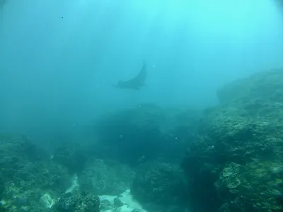 manta rays in the pacific ocean