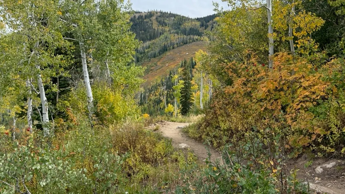 Singletrack through yellow aspens at the Steamboat bike park