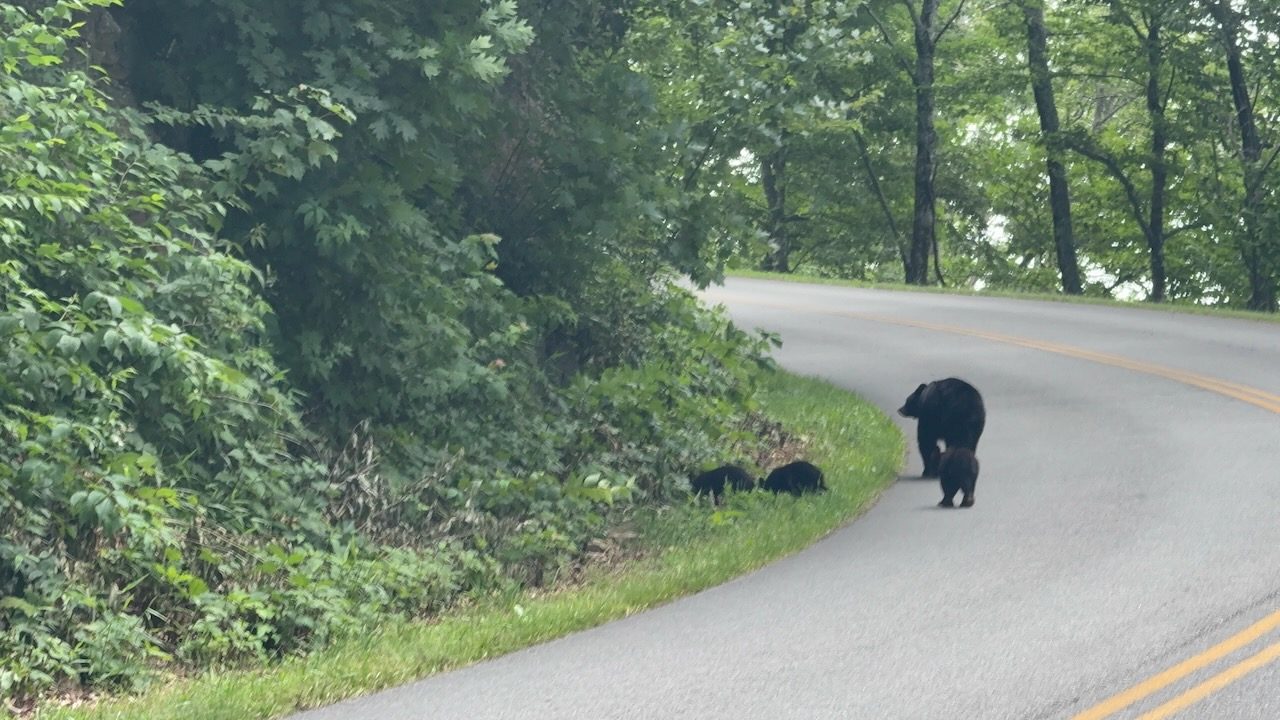 A black bear on the Blue Ridge Parkway