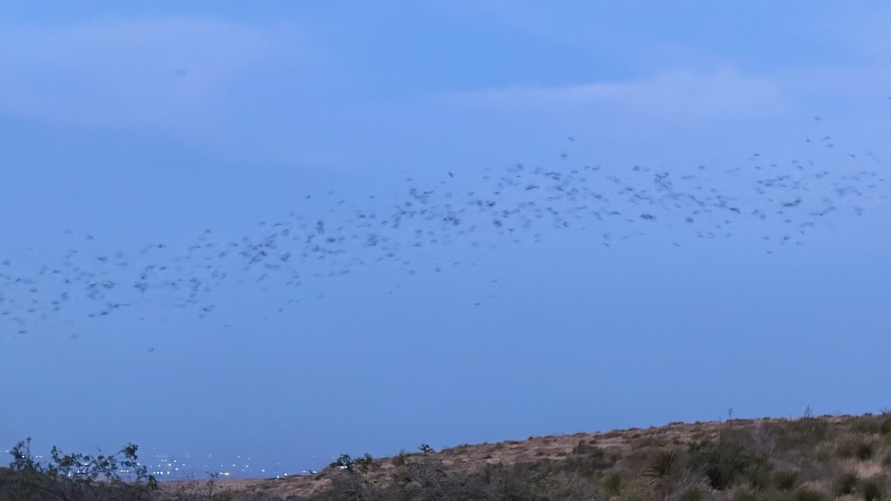 Bats streaming out of Carlsbad Caverns at dusk
